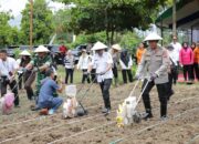 Wali Kota Weny Gaib Dukung Penanaman Jagung Serentak Kuartal IV untuk Swasembada Pangan